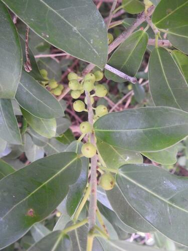 Ficus burtt-davyi image