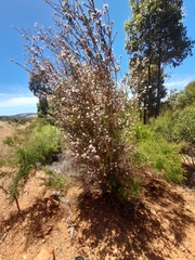 Melaleuca tuberculata