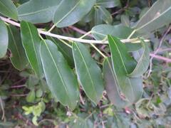 Ficus burtt-davyi image