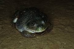 Ranoidea platycephala