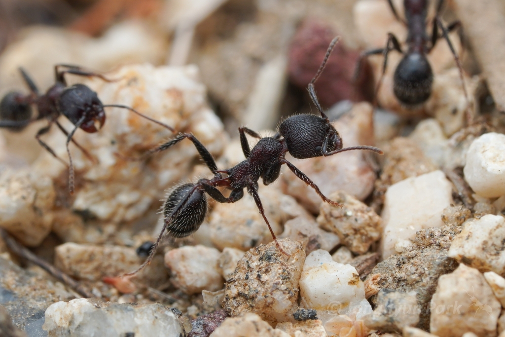 Andre's Harvester Ant from Green Valley, CA 91390, USA on August 06 ...