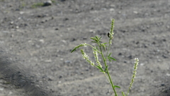 Bombus flavidus flavidus