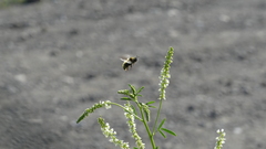 Bombus flavidus flavidus