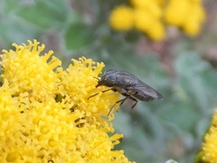 Stomorhina obsoleta