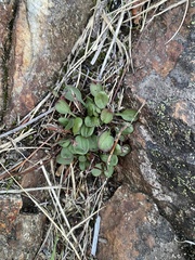 Oxyria digyna