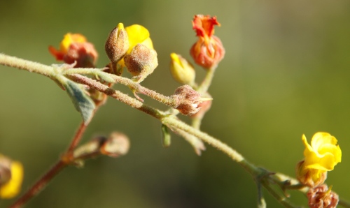 Image of Hermannia multiflora by (c) Tony Rebelo, some rights reserved (CC BY-SA)