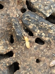 Coptotermes acinaciformis