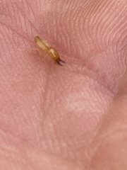 Coptotermes acinaciformis