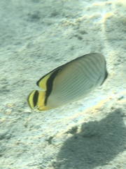 Chaetodon vagabundus