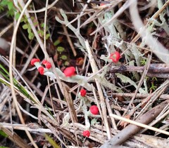 Cladonia floerkeana