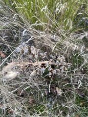 Camassia quamash