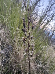 Camassia quamash