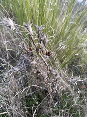 Camassia quamash