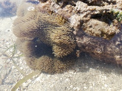 Ancylocaris brevicarpalis