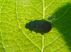 Crepidodera fulvicornis