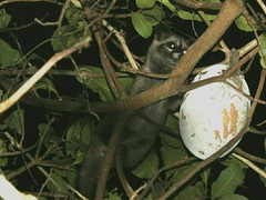 Paradoxurus musangus musangus