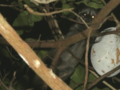Paradoxurus musangus musangus