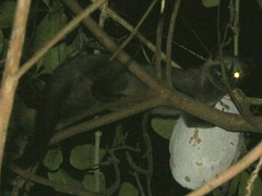 Paradoxurus musangus musangus
