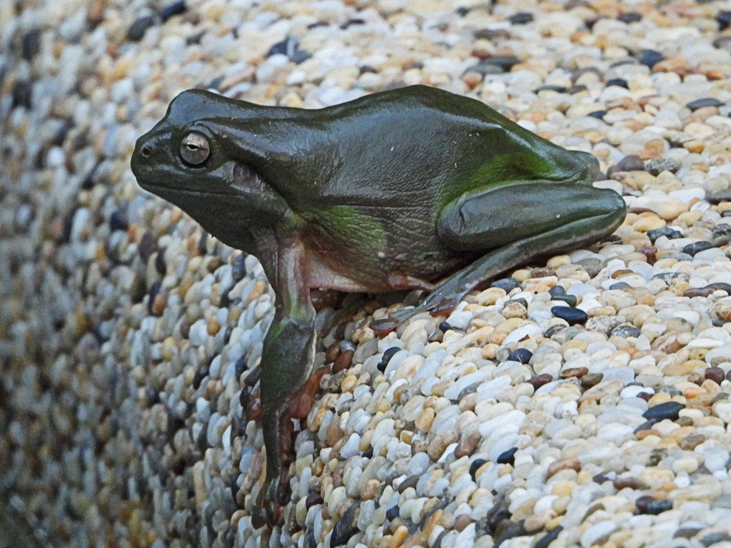 Australian Green Tree Frog from Kuranda QLD 4881, Australia on March 21 ...