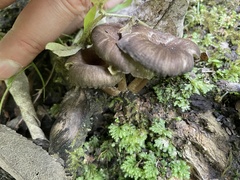 Porotheleaceae
