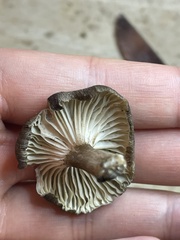 Porotheleaceae