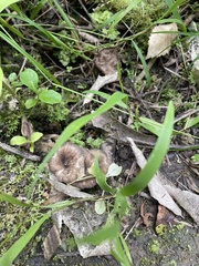 Porotheleaceae