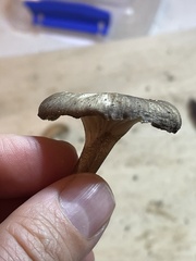 Porotheleaceae