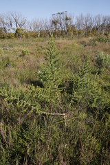 Aspalathus astroites