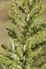 Aspalathus astroites