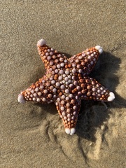 Asterodiscides truncatus