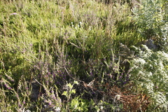 Metalasia pulchella