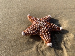 Asterodiscides truncatus