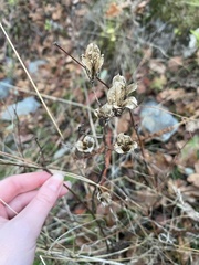 Camassia