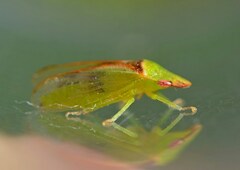 Petalocephala