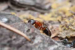 Camponotus clarithorax