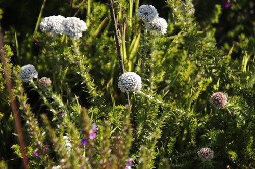 Image of Metalasia pulchella by (c) Tony Rebelo, some rights reserved (CC BY-SA)