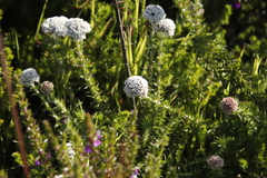 Metalasia pulchella