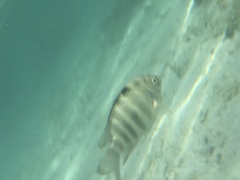 Abudefduf septemfasciatus