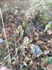 Camassia