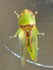 Petalocephala
