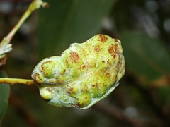 Fergusonina