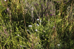 Metalasia pulchella