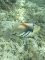 Rhinecanthus aculeatus