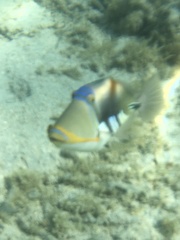 Rhinecanthus aculeatus