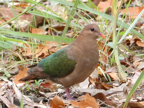 Grünflügeltaube (Chalcophaps longirostris)
