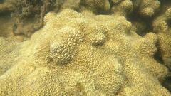 Palythoa tuberculosa