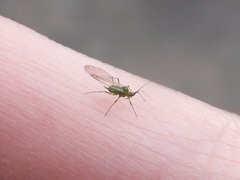 Macrosiphum euphorbiae