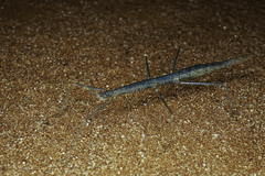 Pachymorpha