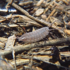 Porcellionides sexfasciatus