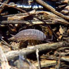 Porcellionides sexfasciatus